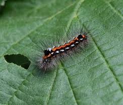 A caterpillar identification chart will help you identify and distinguish one caterpillar from the other easily. Euproctis Similis Yellow Tail Caterpillar Caterpillar Insects Larvae