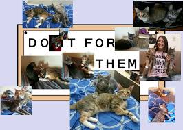 I Made Some Simpsons Do It For Her Him Them Collages Of My Two Cats Cynder And Asriel Just In Time For Thanksgivi Cat Makeup Halloween Baby Animals Cat Memes