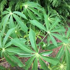 Image result for Manihot grahamii