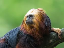 Find the perfect long haired monkey stock photo. A Complete List Of All Types Of Monkeys You Wouldn T Want To Miss Animal Sake