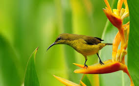 Birds Of Paradise Wallpaper Hd Pin Van Rj Op Birds Of Paradise Prachtige Vogels Prachtige Natuur Natuur