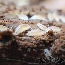 Image result for Isoberlinia tomentosa