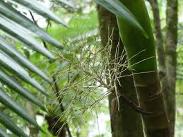 Image result for Hyophorbe indica