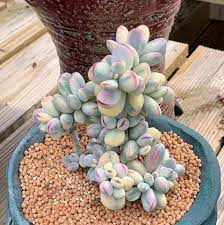 Hinrichseniana, cotyledon papillaris, cotyledon engleri, cotyledon orbiculata var. Pin On Plant Wish List
