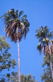 Image result for Schizochilus lepidus