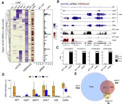 Maybe you would like to learn more about one of these? Loss Of Small Rna Directed Dna Methylation In The Plant Cell Cycle Promotes Germline Reprogramming And Somaclonal Variation Sciencedirect