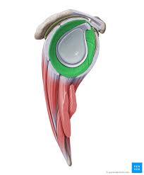 Shoulder anatomy is an elegant piece of machinery having the greatest range of motion of any joint in the body. Glenohumeral Shoulder Joint Bones Movements Muscles Kenhub