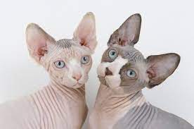 Gato Sphynx - Preco Quanto Custa Um Hairless Cat Cute Cats Cat Breeds
