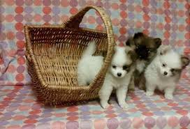 Pictures of white pomeranian puppies Baby Pomeranian Puppies For Sale In Park Virginia Classified Americanlisted Com
