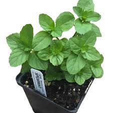 Image result for Mentha