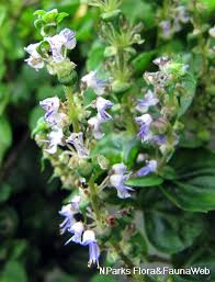 Image result for Platostoma