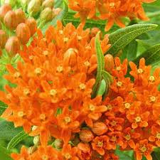 Check spelling or type a new query. Milkweed Seeds For Sale Milkweed Seeds Bulk Everwilde Farms