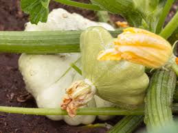 Summer squash season is upon us! How To Grow Patty Pan Squash