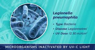 Image result for Legionella