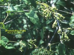 Image result for Sida ovata