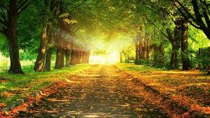 Full hd nature wallpapers 1080p desktop hd pictures. Hd Wallpaper Nature Hd For Pc Download 1920x1080 Wallpaper Flare