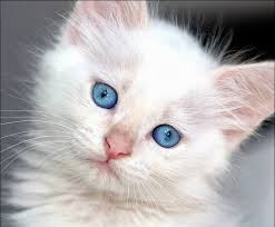 Relatively new breed, these cats have medium short and silky hair, and its eyes are blue, whatever the colour of the dress. Imagenes De Gatos Gatitos Imagen Gatito Blanco Con Ojos Azules 1 3 16 Gato Blanco Ojos Azules Ojos Azules Gatos Con Ojos Azules