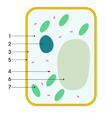 In this chapter we will learn about the basic units of life which look at the diagram which identifies the different components in a simple animal cell. File Simple Diagram Of Plant Cell Numbers Svg Wikimedia Commons