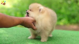 Teddy Face Pomeranian Penny Youtube