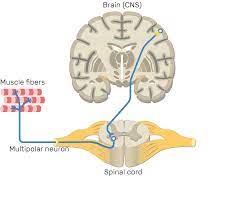 Maybe you would like to learn more about one of these? Multipolar Neurons Structure And Functions
