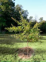 Image result for Agrostis quinqueseta
