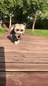 Cat Bite Oreiller Swag Gifs Get The Best Gif On Giphy The best gifs for cat biting. cat bite oreiller swag gifs get the