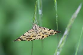 Maybe you would like to learn more about one of these? Naturspektrum Pantherspanner Pseudopanthera Macularia Arteninfo Mobil