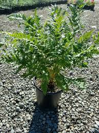 Image result for Swertia fimbriata