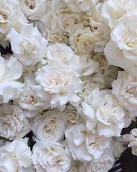72,000+ vectors, stock photos & psd files. 57 White Roses Background Ideas White Roses White Roses Background White Aesthetic