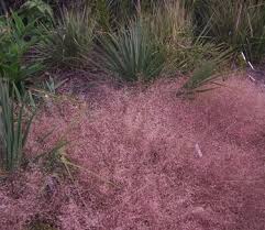 Image result for Eragrostis macrochlamys