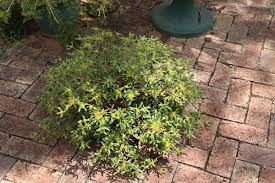 Image result for Flaveria trinervia