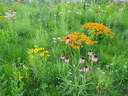 Incorporate Native Plants Into Your Wisconsin Garden Design Villani Landshapers Native Garden Wildflower Garden Native Plants