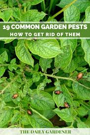 Cut back the brush in your yard. 19 Common Garden Pests How To Get Rid Of Them