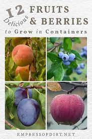 Usually, the growing media used in pots (which contains no actual soil) needs fertilizer because it is prone to run out of gas\\ as the tree consumes nutrients. 12 Best Fruits And Berries For Patio Containers Empress Of Dirt