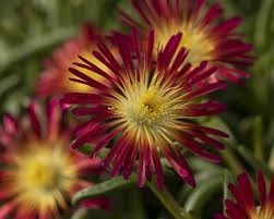 Image result for Delosperma mahonii