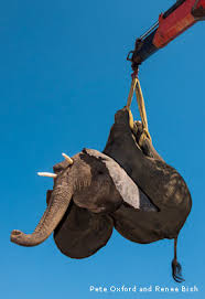 However, you are typically provided. Elephant Rescue