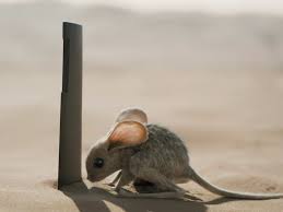 To be one with the desert., Frank Herbert cared a lot about connecting with  your environment. Now every time I’m at the beach I say “this is just like  that place in Dune”., I tried my hand at redoing ...