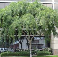 The evergreen elm is the largest single story at lakeview trails and features 3 bedrooms, 3 bathrooms, huge open flex space and a three car garage. Chinese Elm Horticulture Unlimited