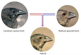 The difference between these three dna dna is a string of complex molecules called nucleotides. How Gene Flow Between Species Influences The Evolution Of Darwin S Finches Eurekalert Science News