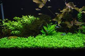 Staurogyne Repens Advice Experience The Planted Tank Forum Planted Aquarium Freshwater Plants Aquatic Plants