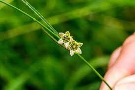 Image result for Sisyranthus imberbis