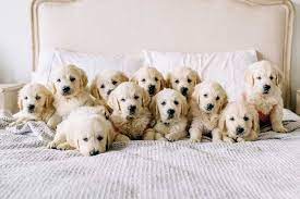 Samantha Gehrmann Litter Of Golden Retriever Puppies Retriever Puppy Puppy Litter Puppies