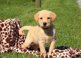 Yellow Labrador Retriever Puppies For Sale Yellow Labs Are Sweet Playful Patient Energetic A Labrador Retriever Puppies Labrador Retriever Retriever Puppy