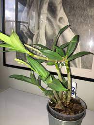 Dendrobium Kingianum Has A Flower Spike 05 09 2018 Dendrobium Orchids Orchids Flower Spike