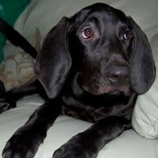 Black And White Hound Mix Puppy My Bloodhound Lab Mix Rescue Pup 3 Baby Dogs Lab Mix Puppies Bloodhound Puppies