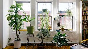 Pots, lights, and a wooden frame. Mzsw9u78xnag4m