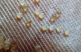 These hatching fish eggs are produced using highly regulated and controlled processes that guarantee optimal benefits. Koi Eggs With Black Eyes Marugen Koi Farm
