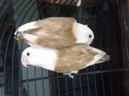 Kepala Elang Coklat African Lovebirds Love Birds Bird