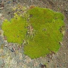 Image result for Ophioglossum gomezianum