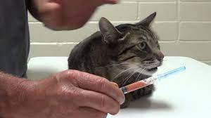 Yes, cats can die from breathig problems. Cat With Fip Hard Time Breathing Youtube
